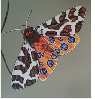 Butterflies and Moths 2018
