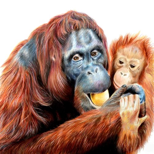 orangutans-quality-2