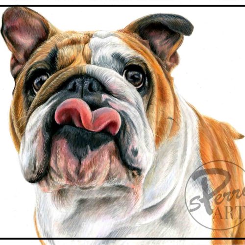 tongue-bulldog