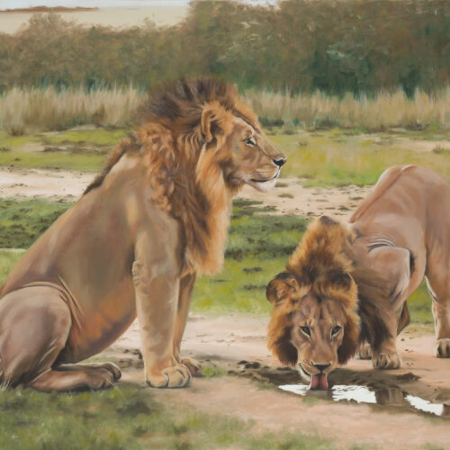 WILDLIFE OILS AND WATERCOLOURS